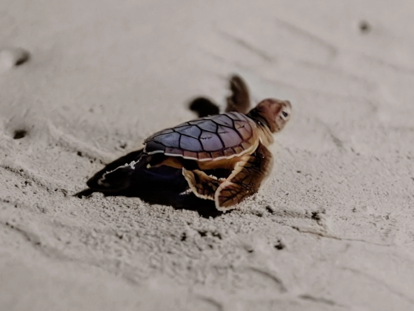Turtuga marina Tulum