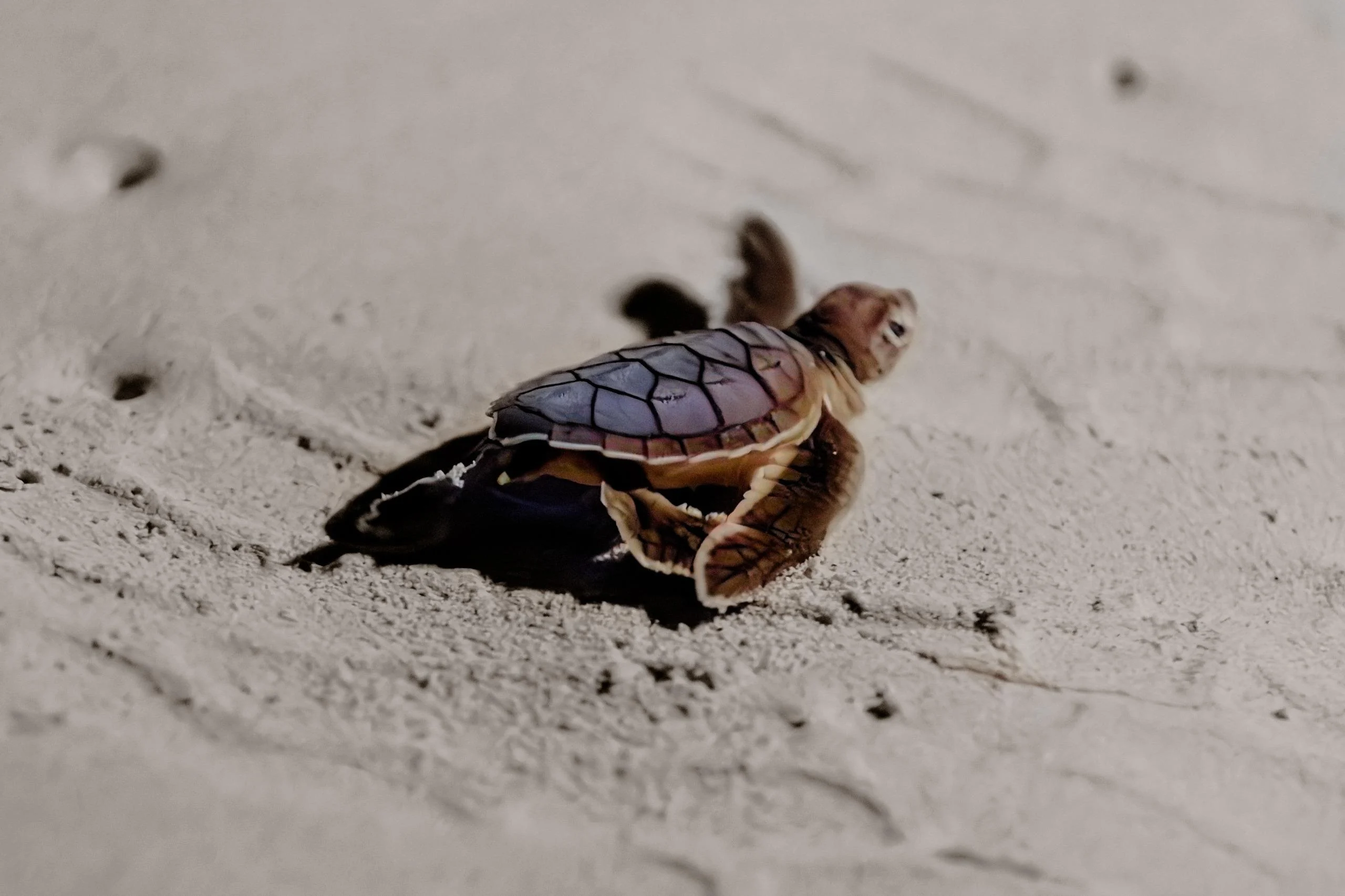 Turtuga marina Tulum